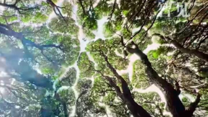 樹(shù)木為何會(huì )相互“禮讓”？